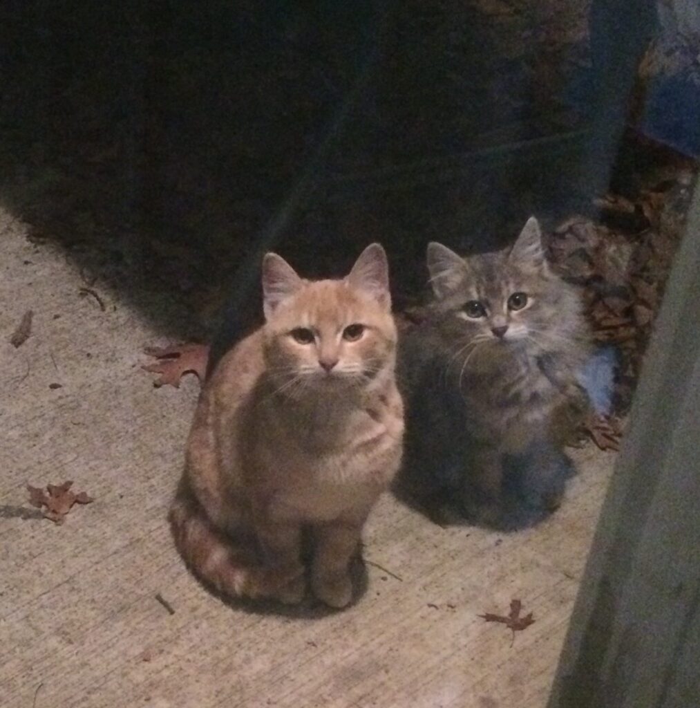 Mama cat with Brother cat