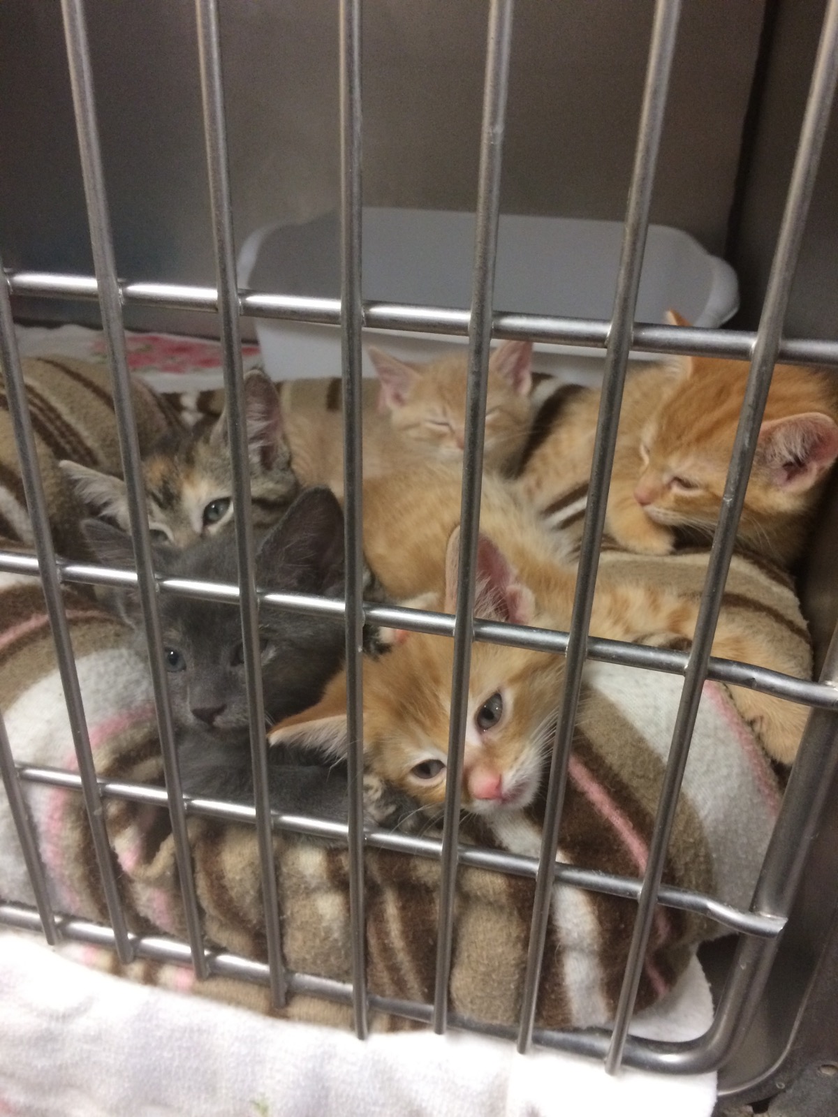 first cat rescue in catskills