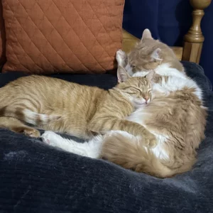 Bonded Cats Buddy and Frankie