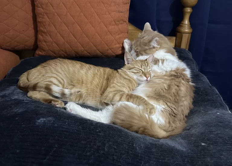 Bonded Cats Buddy and Frankie
