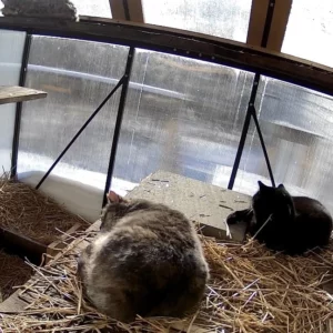 Help Outdoor Cats Survive Winter