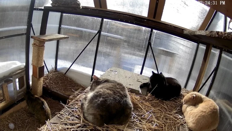 Help Outdoor Cats Survive Winter