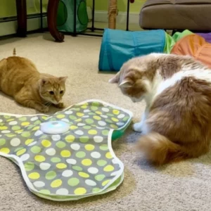 playing undercover mouse