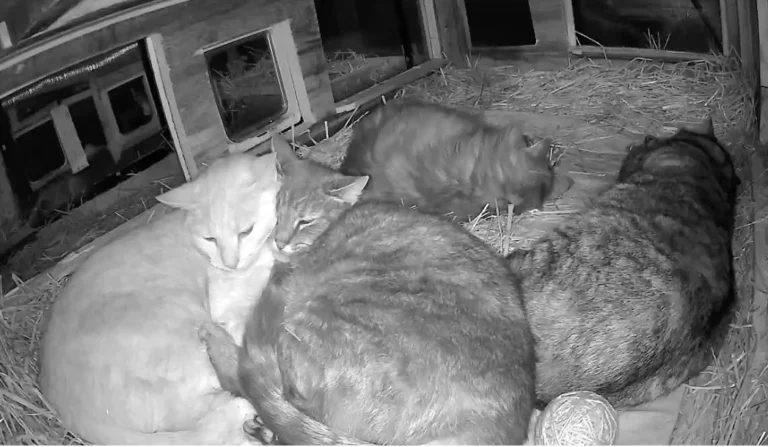 social grooming in feral colony
