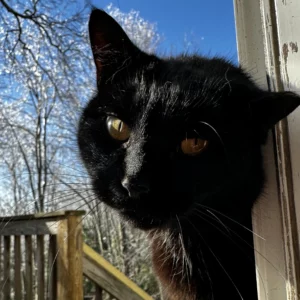 Batman the peacemaker