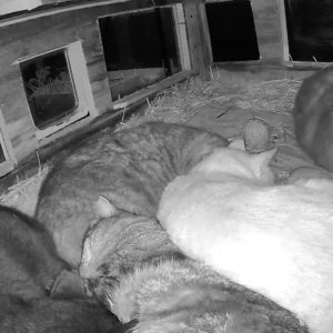 shelter cats 24/7 camera