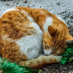 What to Do If You Find a Stray Cat